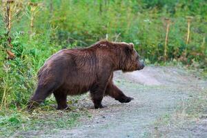 wild Kamtschatka braun Bär ursus Arctos Piscator Kommen Sie aus Wald, Gehen Land Straße. Kamtschatka Halbinsel foto