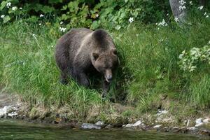 wild Tier von Kamtschatka Halbinsel Kamtschatka braun Bär ursus Arctos Piscator foto