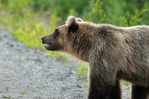 wild hungrig und furchtbar Kamtschatka braun Bär im Sommer- Wald foto
