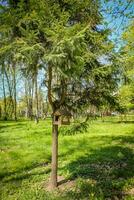 Vogel Feeder eingebettet unter Parks heiter Kiefer Bäume. rustikal Vogel Feeder geschmückt durch Parks heiter Kiefer. Vogelhaus Freude inmitten Parks Schönheit foto