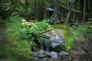 Kiefer Wald mit Berg Fluss. erfrischend Fluss Wasser fließend durch szenisch Berg Landschaft. der Natur Wandern Grube stoppen. unberührt Natur von das Karpaten. Murmeln von Wasser Bach foto