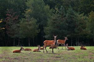 ein Herde von rot Hirsch beim das Kante von das Wald gegen das Hintergrund von ein Herbst Wald. ein wild Hirsch sieht aus in das rahmen. Tierwelt foto