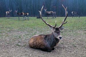 ein männlich rot Hirsch Gebärmutterhals elaphus mit groß Geweih Lügen gegen das Hintergrund von ein Weiden lassen Herde. Gruppen von Hirsch, Hart, Hintern umgeben durch Herbst Wald im Nebel. wild groß Hirsch von Europa auf ein Weide foto