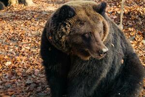 braun Bär ursus Arctos auf Herbst Hintergrund. wild Grizzly im das Zoo Gehege. Erwachsene Bär foto