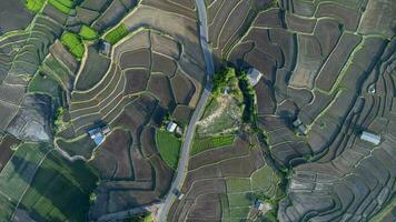 Antenne Aussicht von Reis Terrassen im das Berge von Nord Thailand. schön Landschaft von das terrassiert Landwirtschaft Jahreszeit. foto