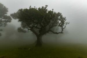 Fanal Wald - - seixal, Portugal foto