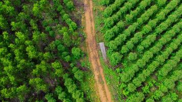 Luftaufnahme einer unbefestigten Straße, die durch die schönen Grünflächen ländlicher Eukalyptusplantagen führt. Draufsicht auf den Eukalyptuswald in Thailand. natürlicher Landschaftshintergrund. foto