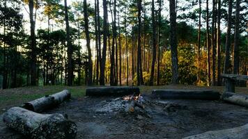 kleines lagerfeuer mit rauch brennender kiefernstämme im wald. brennendes lagerfeuer im kiefernwald am morgen. foto