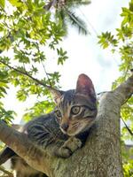Katze klettert Baum foto