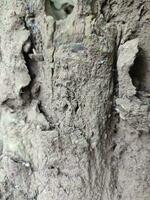 Baum Stämme Das haben gefallen und trocken im das Wald foto