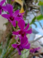 lila Orchidee Blume im Garten mit verwischen Hintergrund foto