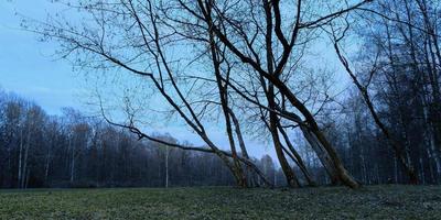 nebliger Frühlingsmorgen im Waldpanorama in der blauen Stunde foto