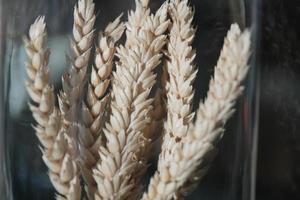 Nahaufnahme von braunen und goldenen trockenen Ohren Weizen in der hohen Glasflasche foto