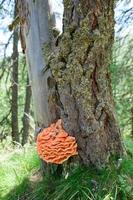 Ganodermie. Exemplar von Orangenpilz auf Baum in den Bergen foto