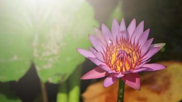 Nahaufnahme heller rosa Lotus in einem Teich mit Sonnenlicht