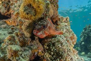 fische schwimmen im roten meer, bunte fische, eilat israel foto