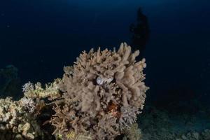 Korallenriff und Wasserpflanzen im Roten Meer, Eilat Israel foto