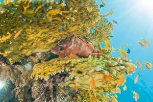 fische schwimmen im roten meer, bunte fische, eilat israel foto