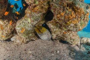 muräne mooray lycodontis undulatus im roten meer, eilat israel foto