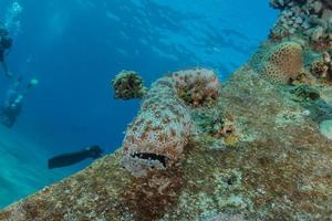 Korallenriff und Wasserpflanzen im Roten Meer, Eilat Israel foto