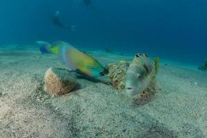 fische schwimmen im roten meer, bunte fische, eilat israel foto