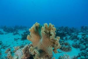 Korallenriff und Wasserpflanzen im Roten Meer, Eilat Israel foto