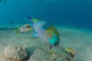 fische schwimmen im roten meer, bunte fische, eilat israel foto