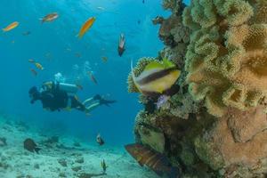 fische schwimmen im roten meer, bunte fische, eilat israel foto