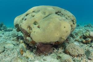 Korallenriff und Wasserpflanzen im Roten Meer, Eilat Israel foto