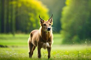 ein Hirsch steht im das Gras im Vorderseite von ein Wald. KI-generiert foto