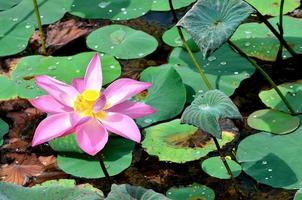rosa Lotusblüten oder Seerosenblüten, die auf Teich blühen foto