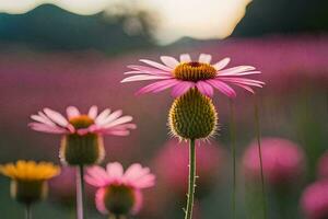 Rosa Blumen im ein Feld mit ein Sonnenuntergang im das Hintergrund. KI-generiert foto