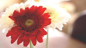 Gerbera-Blume mit sonnigem unscharfen Hintergrund isoliert