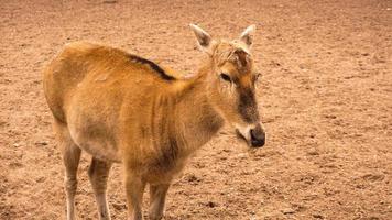 ein weibliches Reh im Zoo. Hirsch auf einem Hintergrund aus Sand foto