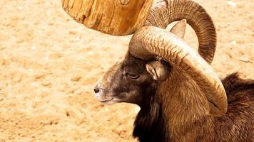 das Mufflon kratzt mit seinen Hörnern an einem Holzpfosten. foto