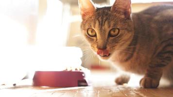 Kätzchen lecken die Lippen mit der Zunge lecker. Katze leckt sich die Zähne nach dem Essen foto