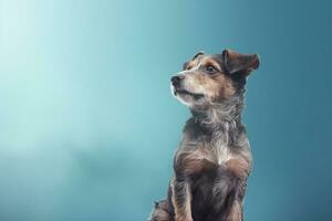 süß unschuldig Hund Sitzung auf Blau Hintergrund mit Kopieren Raum ai generiert foto