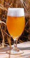 Licht, ungefiltert Glas von Bier im ein Weizen Feld foto