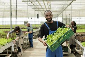 glücklich Bauernhof Arbeiter halten Kiste voll von zertifiziert lokal natürlich geerntet organisch gesund Grün Grüner Salat. Öko freundlich nachhaltig Gewächshaus mit Negativ co2 Fußabdruck foto