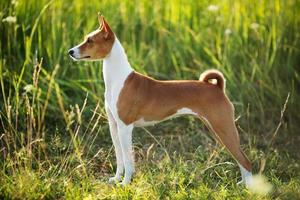 Jagdhundrasse basenji foto