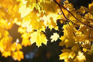 gelbe Ahornblätter an einem Baum foto