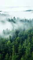 ein Antenne Schuss von ein dicht Wald mit ein Weiß Nebel foto