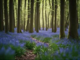 Sonnenlicht scheint durch Buche Bäume im das Glockenblume Wald von Hallerboss im Belgien foto