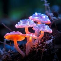 mysteriös glühend Pilze - - ai generiert foto