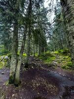 schön Wald mit anders Bäume foto