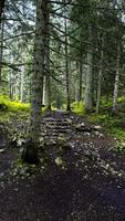 schön Wald mit anders Bäume foto