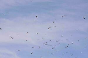 Vögel am Himmel foto