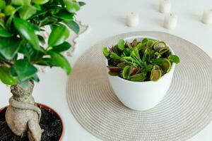 Nahansicht Venus Fliegenfalle. dionaea muscipula beim heim. fleischfressend Pflanze. tropisch Venus Falle Versuche zu Erfassung es ist Beute durch Ausdehnung es ist zart Fallen. Weiß Hintergrund foto