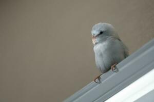 winzig Papagei Sittich, Weiß forpus Vogel. Vögel auf Zuhause Jalousie Schatten - - Schatten Vorhänge blind. foto