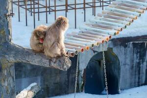 Affe Einweichen im heiß Frühling, hakodate tropisch botanisch Garten mit Schnee im Winter Jahreszeit. Wahrzeichen und Beliebt zum Sehenswürdigkeiten im Hokkaido, Japan. Reise und Ferien Konzept foto